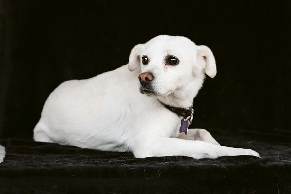 Les dernières découvertes sur la communication entre animaux