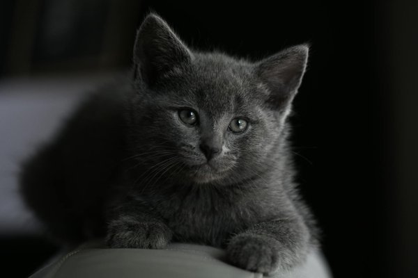 Les bienfaits de la thérapie par spa pour chiens souffrant d'arthrose