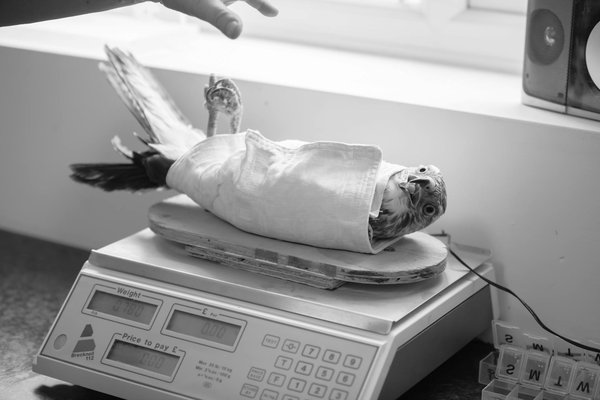 Produits dérivés sur le thème des grenouilles : idées cadeaux