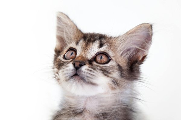 Éducation à la faune : sensibiliser les jeunes à la protection animale