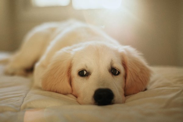 Le rôle des grenouilles dans la recherche scientifique