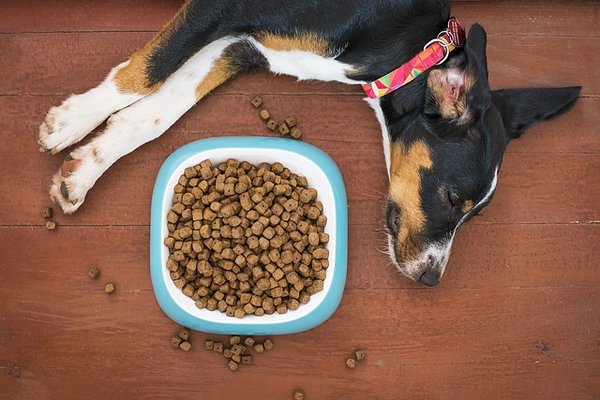 Croquettes pour chien : le guide essentiel pour bien choisir