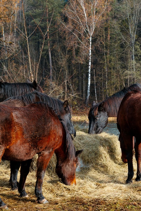 Les meilleurs aliments et compléments pour chevaux et poneys